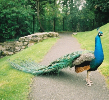 Peacock